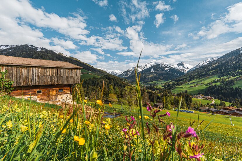 Sommerlandschaft Alpbach | © Alpbachtal Tourismus | Wirlichtenab Im Hintergrund ein Stall, im Vordergrund eine bunte Blumenwiese | © Alpbachtal Tourismus | Wirlichtenab
