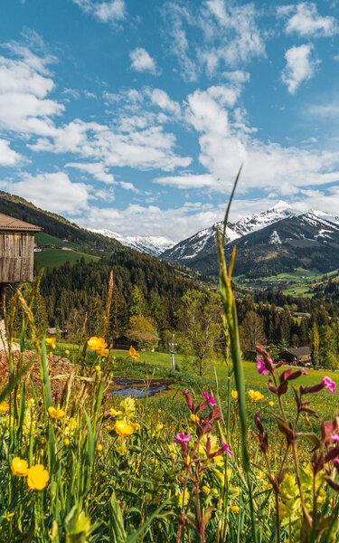 Sommerlandschaft Alpbach | © Alpbachtal Tourismus | Wirlichtenab Im Hintergrund ein Stall, im Vordergrund eine bunte Blumenwiese | © Alpbachtal Tourismus | Wirlichtenab