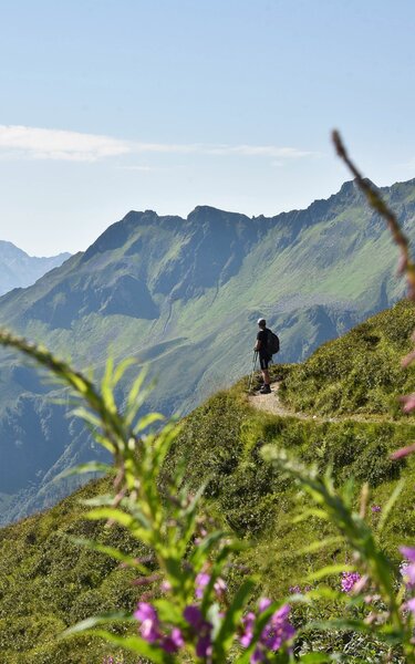Ein Mann spaziert den Panoramaweg zum Wiedersberger Horn entlang , im Vordergrund fokussiert lilafarbene Blumen, im Hintergrund die schöne Bergkulisse  | © Alpbachtal Tourismus 