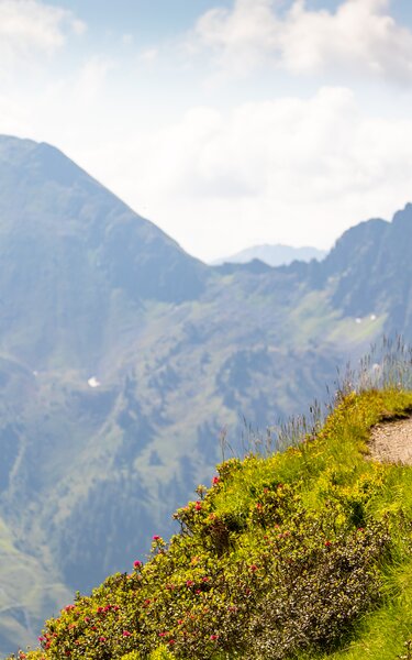 Zwei Kinder laufen glücklich den Wanderweg entlang in Richtung Wiedersberger Horn in Alpbach  | © Alpbachtal Tourismus | shootandstyle 