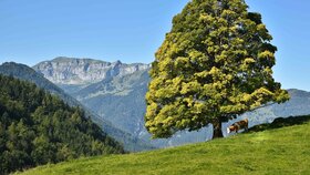 Auf dem Bild ist Brandenberg im Sommer zu sehen mit einem Baum und einer Kuh auf der Wiese. | © Alpbachtal Tourismus