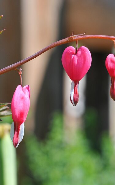 Hildegard von Bingen Garten in Reith i.A. | © Alpbachtal Tourismus Eine Nahaufnahme von einer schönen Blume in Pinkfarben, im Hildegard von Bingen Garten in Reith i.A. | © Alpbachtal Tourismus