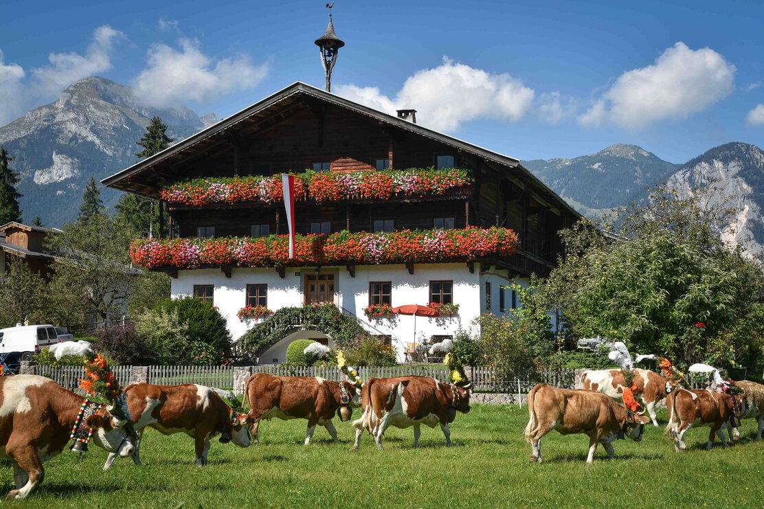 Auf diesem Bild zu sehen ist ein wunderschöner Bauernhof in Reith i.A., davor viele Kühe bunt geschmückt für den Almabtrieb | © Alpbachtal Tourismus 