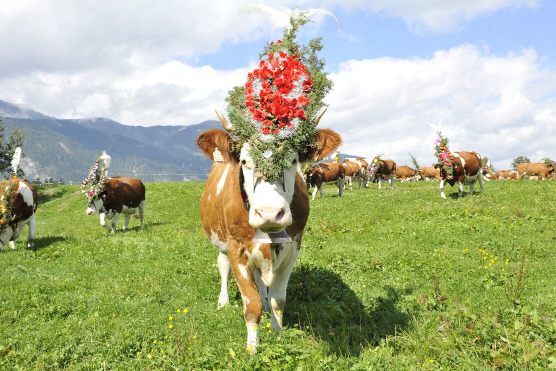 Eine bunt geschmückte Kuh schaut in die Kamera, im Hintergrund viele bunt geschmückte Kühe vom Almabtrieb | © Alpbachtal Tourismus 