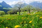Frühlingserwachen in Reith i.A. | © Alpbachtal Tourismus Eine Wiese in Reith i.A. mit vielen blühenden Blumen und Obstbäumen, im Hintergrund die weißen Berggipfel | © Alpbachtal Tourismus