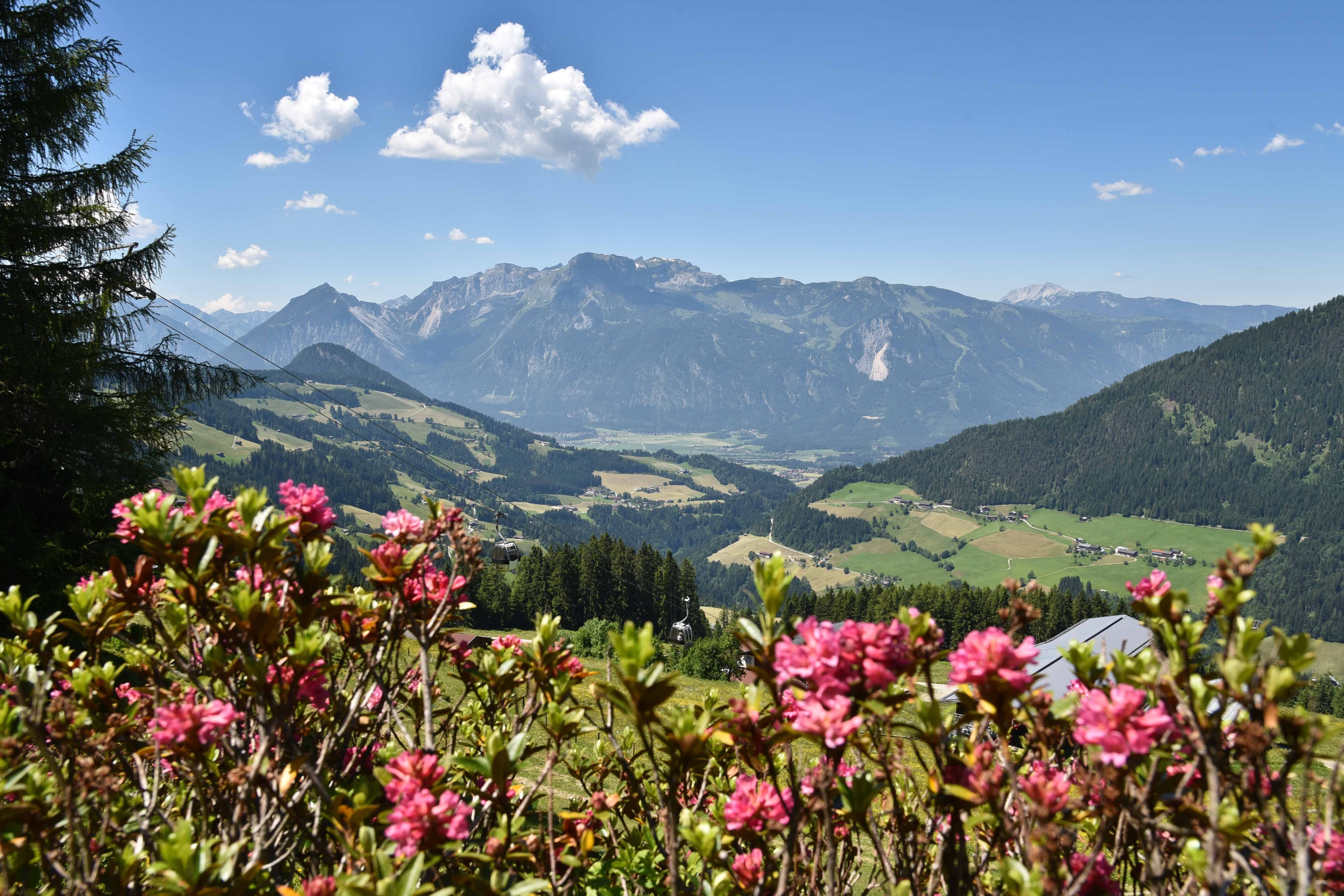 pinke Almrosen mit Bergen im Hintergrund | © Alpbachtal Tourismus | Grießenböck