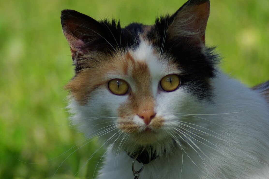 Katze am Pinzgerhof | © Pinzgerhof