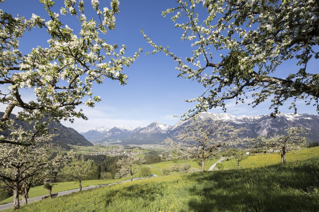 Sommer Pinzgerhof (4)