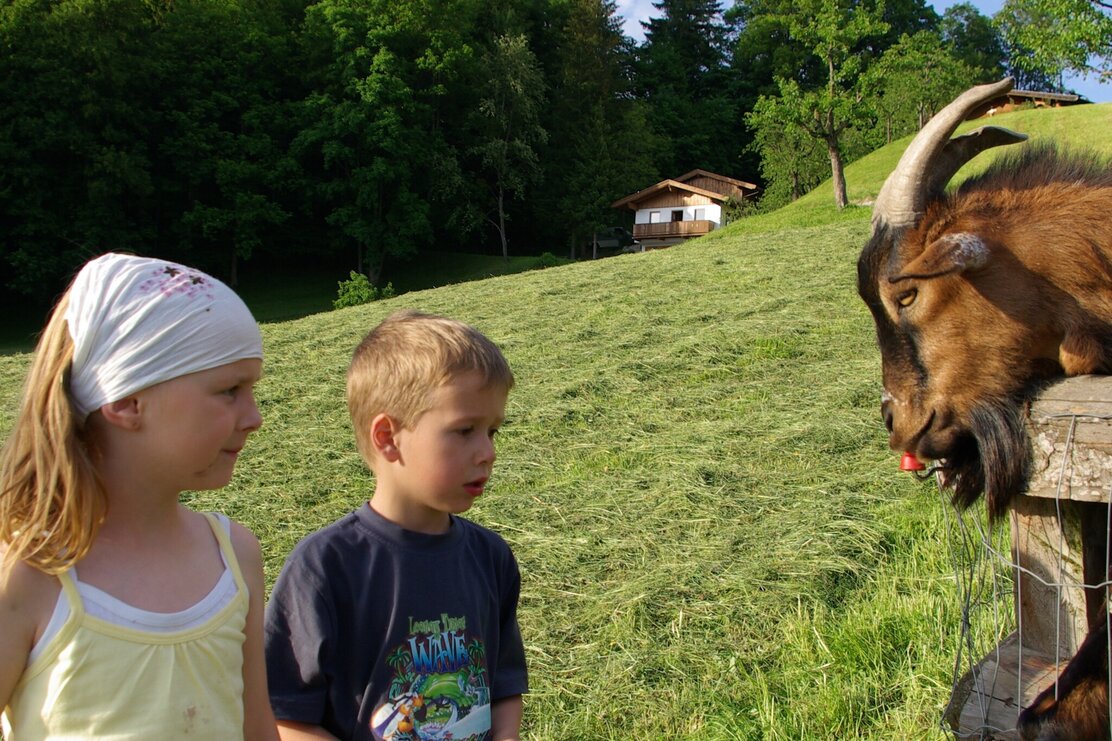 Kinder beim Ziegenfüttern am Pinzgerhof | © Pinzgerhof