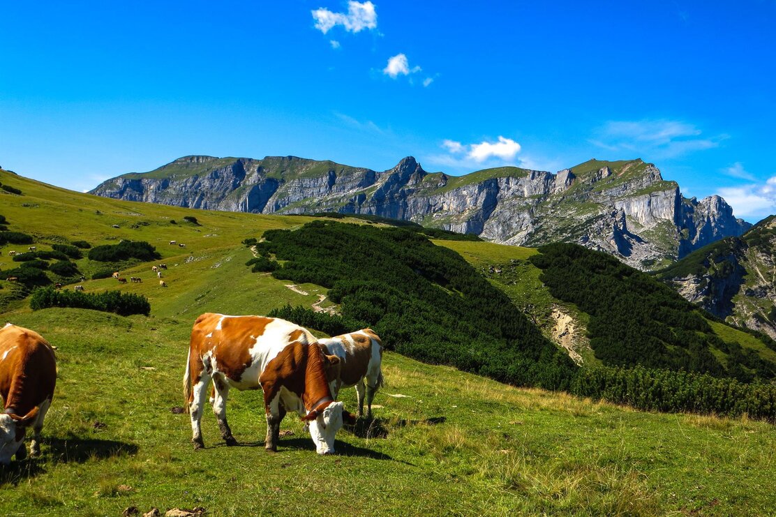 Zireiner See Wanderung Kühe vor dem Rofangebirge