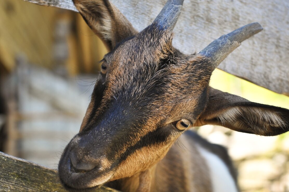 Ziege 24h Wanderung