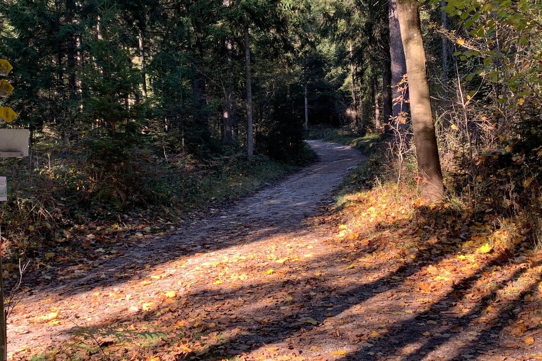 Waldweg Aktivrunde Münster | © Manuel Hufnagel