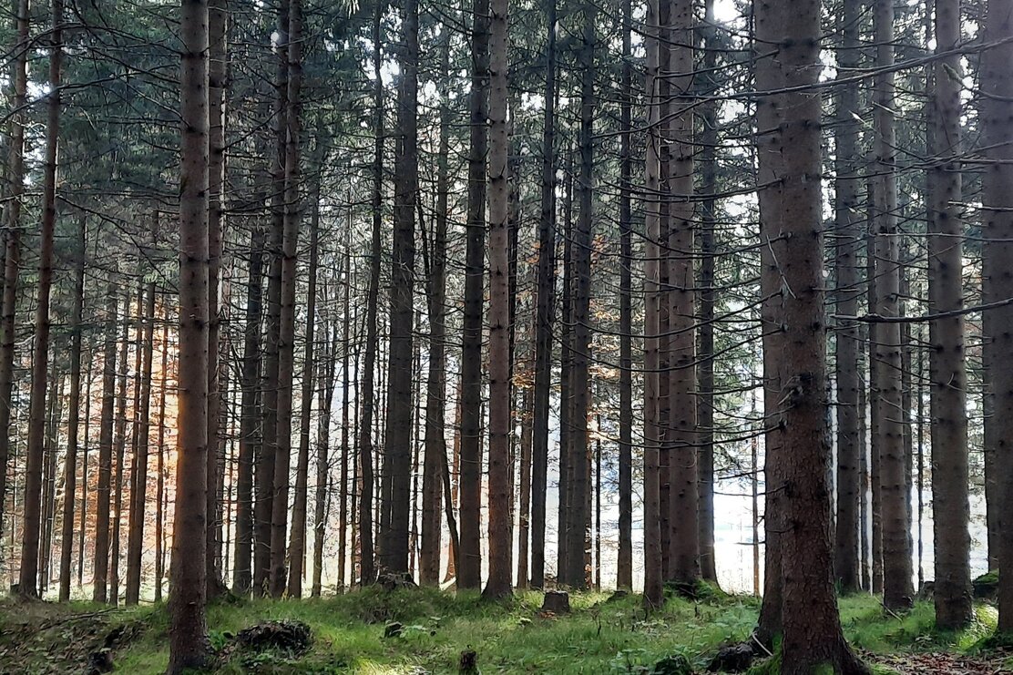 Wald Hilaribergl | © Birgit Angermair