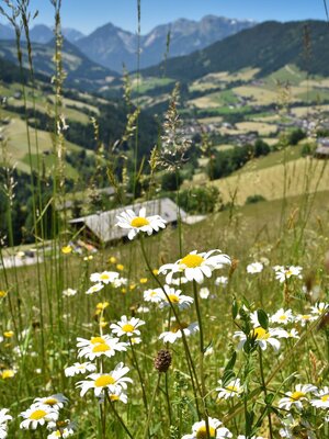 Oberer Höhenweg Alpbach | © Gabriele Grießenböck Oberer Höhenweg Alpbach | © Gabriele Grießenböck