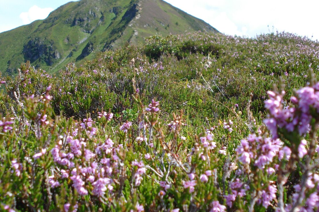 Wiedersberger Horn