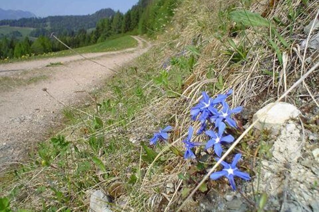 alpbachtaler höhenweg_img_35343469