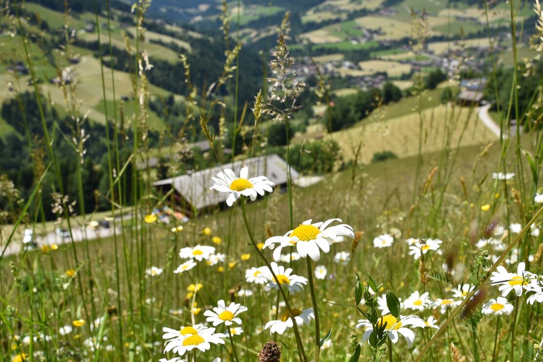 Oberer Höhenweg Alpbach | © Gabriele Grießenböck