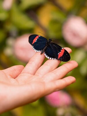 Kind mit Schmetterling auf der Hand Kind mit Schmetterling auf der Hand