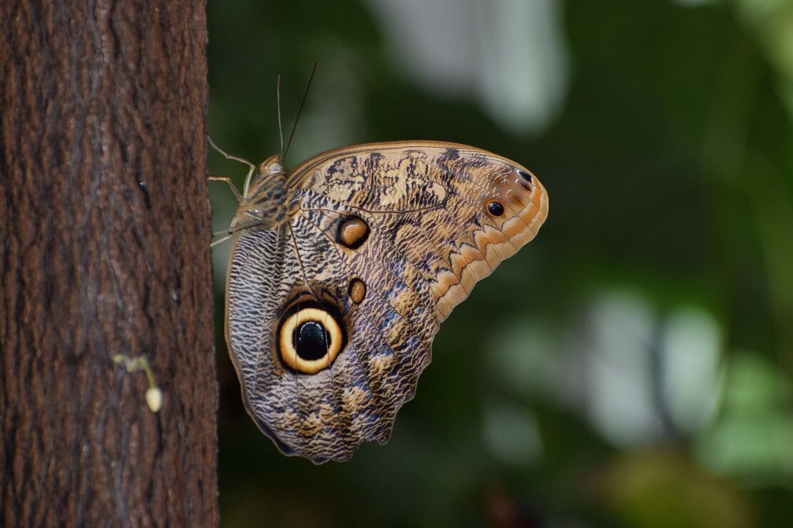 Schmetterling am Baum