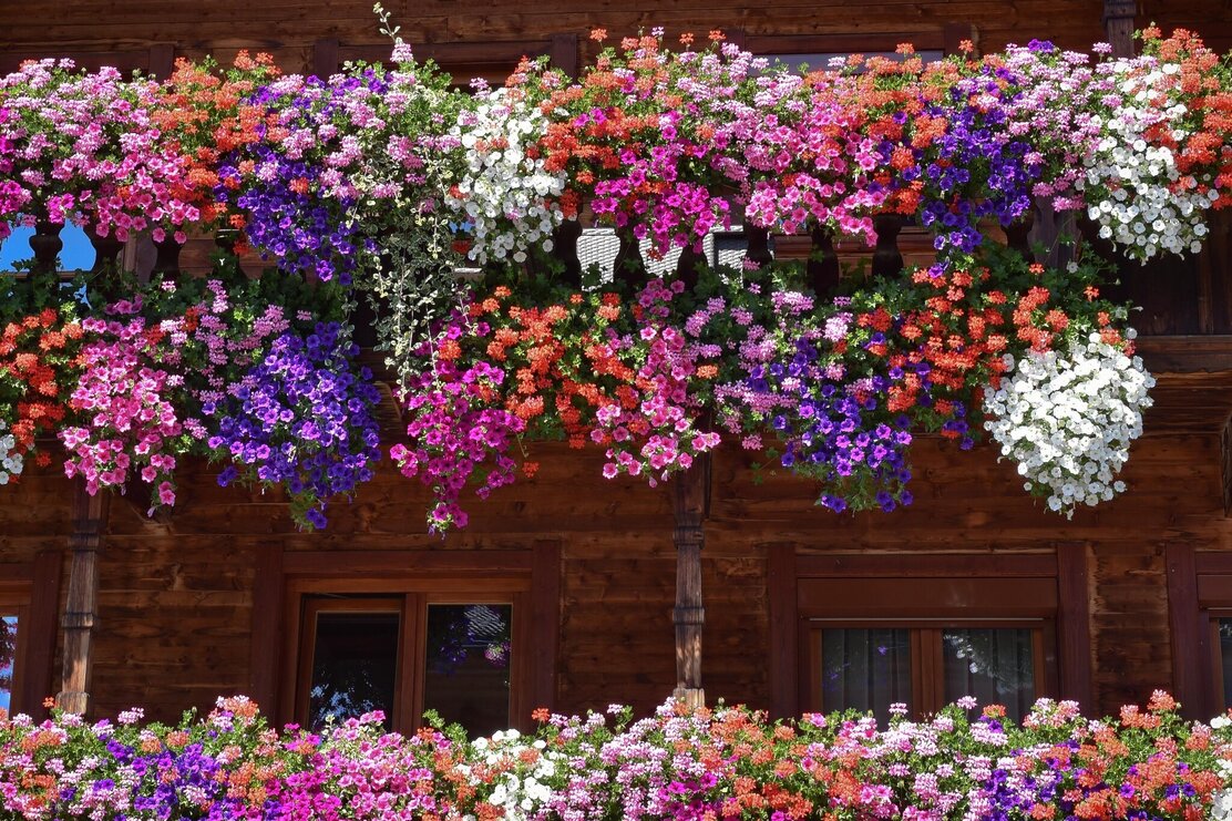 Blumenpracht in Alpbach