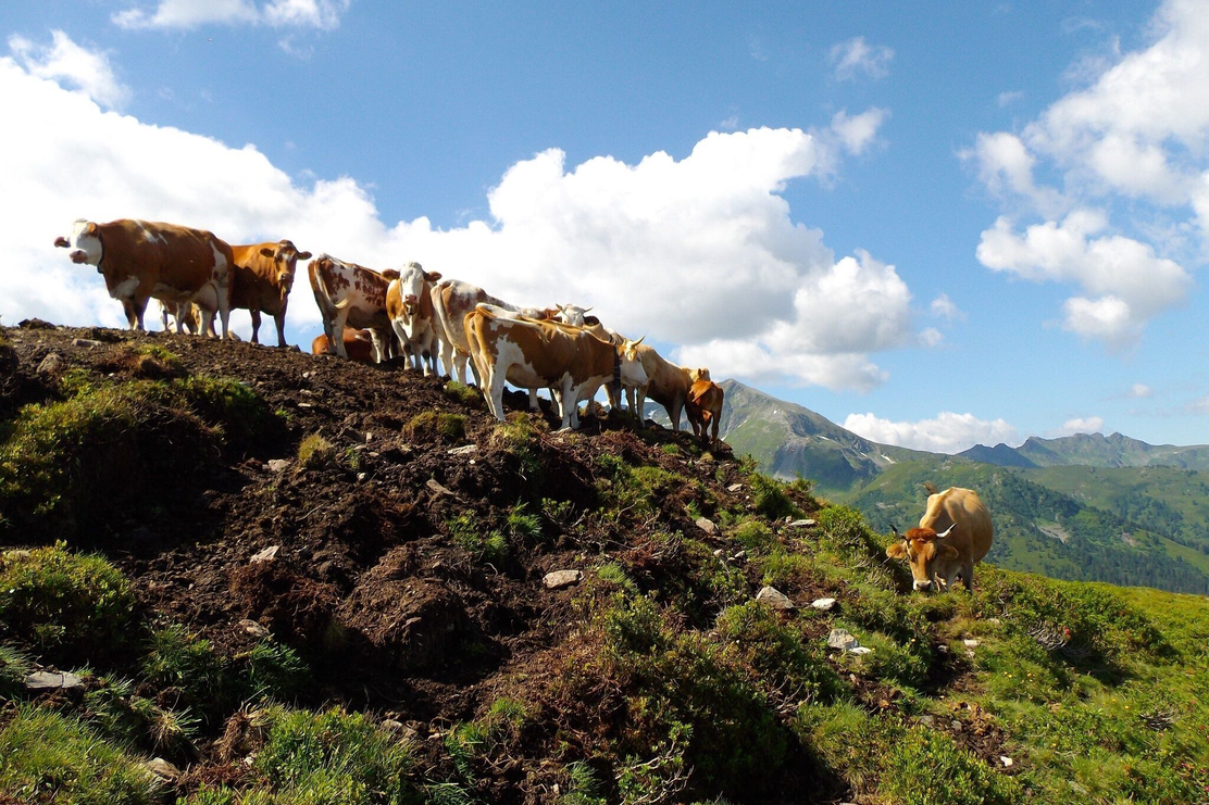 Kühe oberhalb der Gernalm Alpbach | © Michael Mairhofer