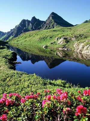 Bergsee Sagtaler Spitzen Almrosen Bergsee Sagtaler Spitzen Almrosen