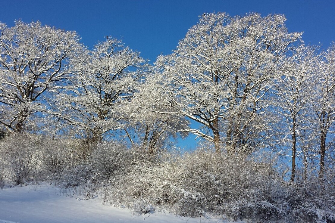 Wald Aufstieg der Skitour