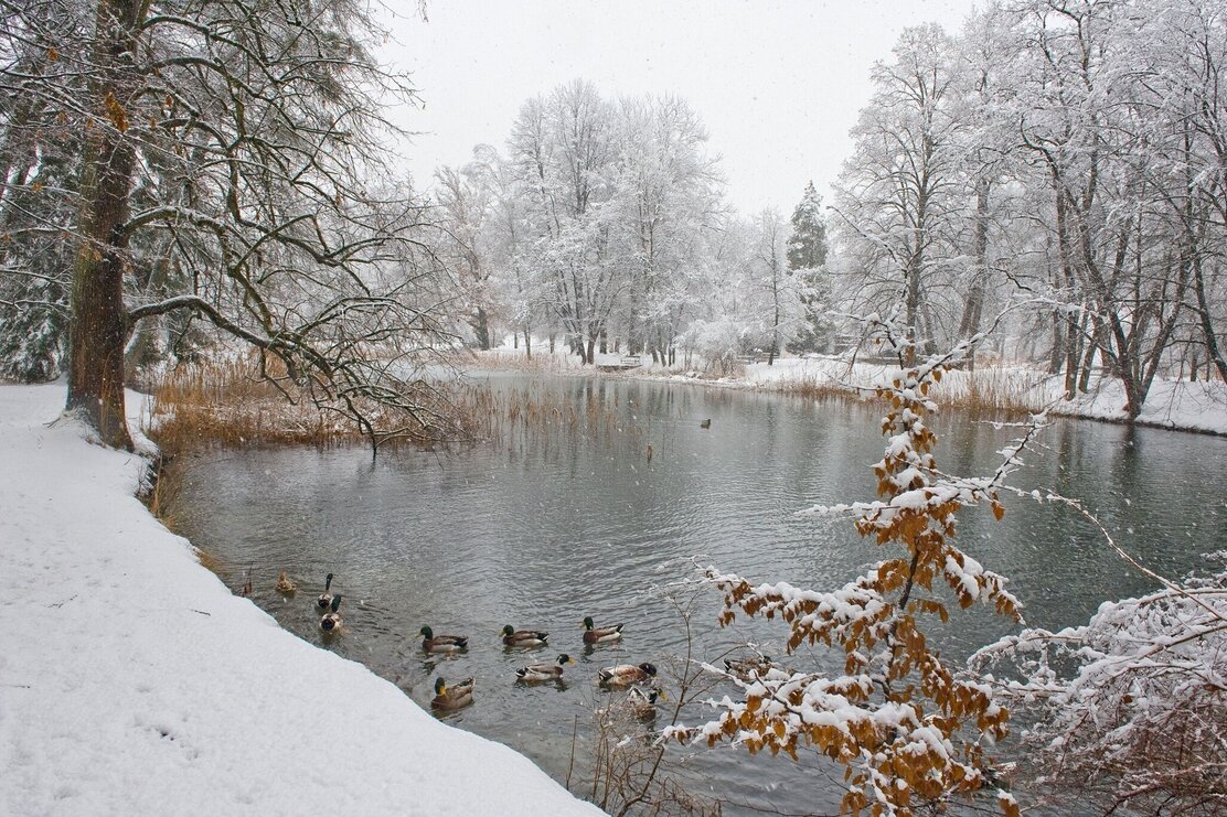 Löwenteich Matzenpark Winter | © Gabriele Grießenböck