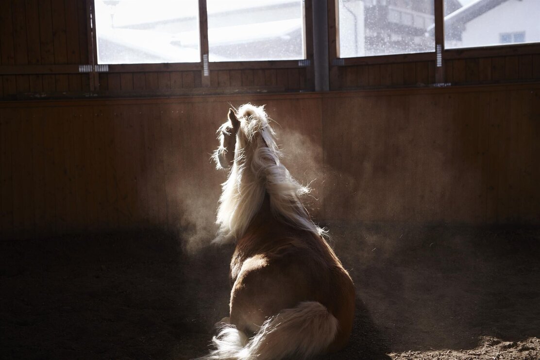 Haflinger Stall Münster Hauserwirt | © Kernweiss Tanja