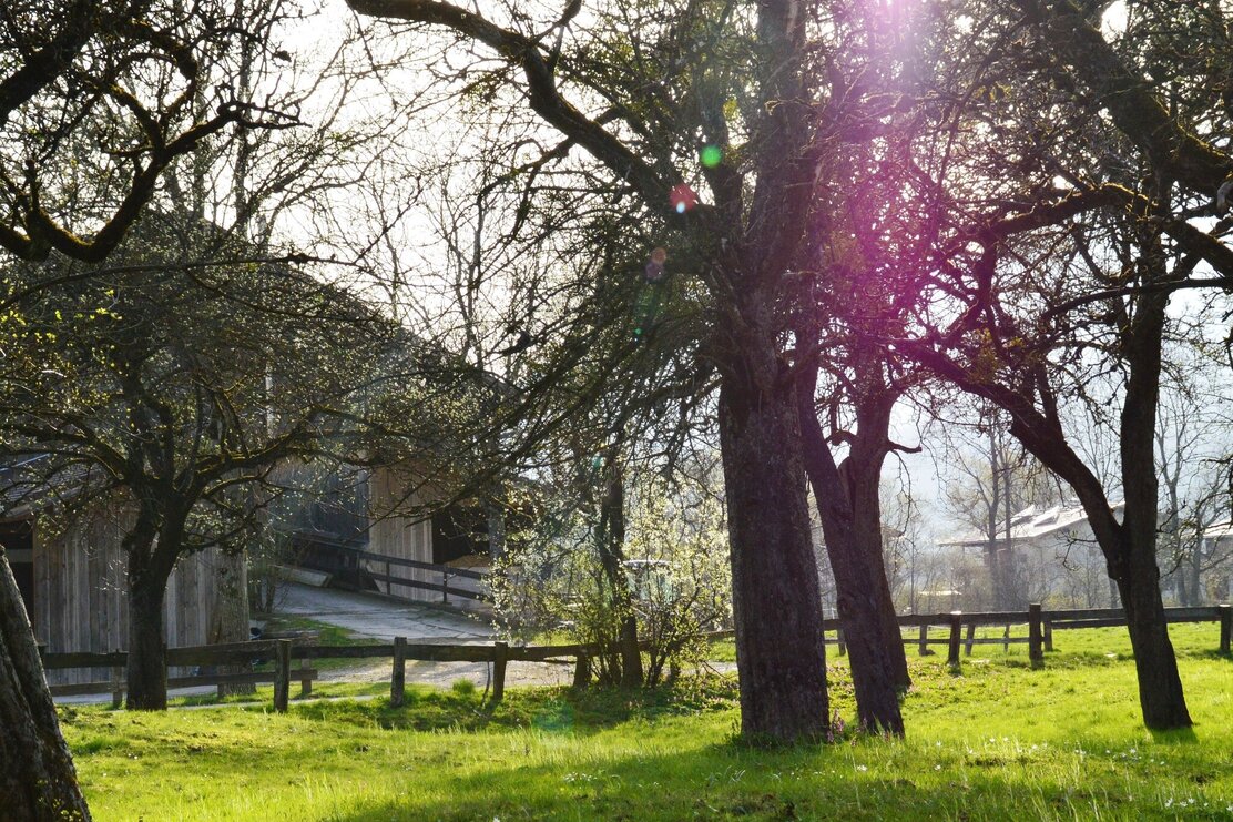 Wald und Wiesen Münster | © Birgit Angermair