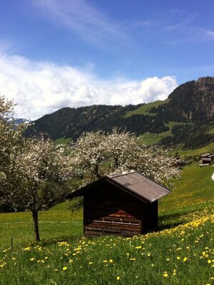 Mittlerer Höhenweg Alpbach.JPG Mittlerer Höhenweg Alpbach.JPG