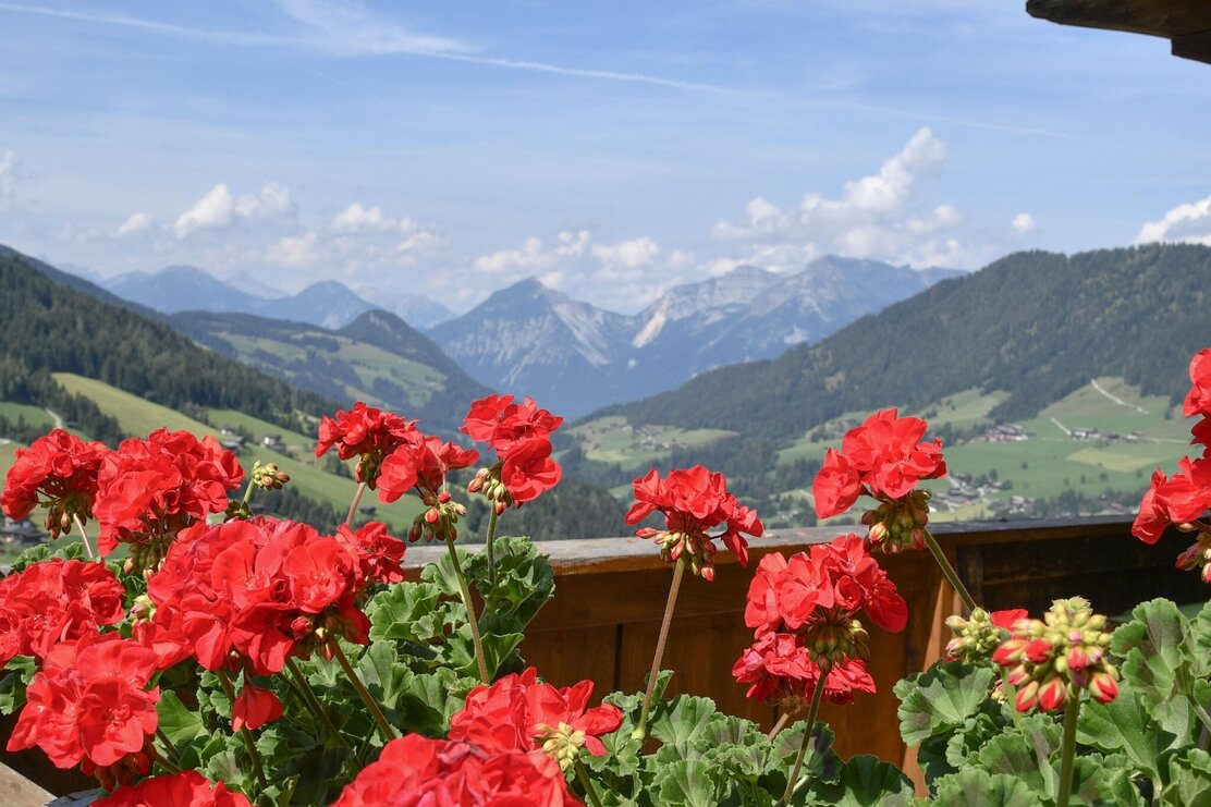 Blumen Wurmhof