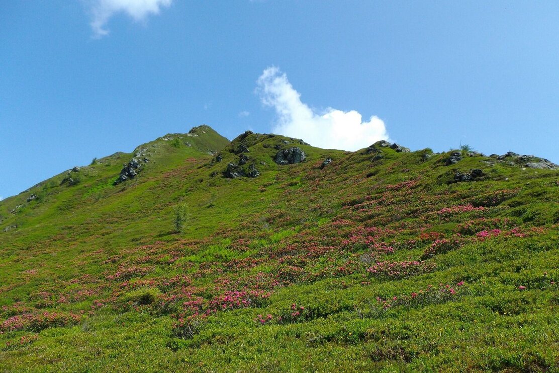 Alpenrosen Alpbach | © Michael Mairhofer