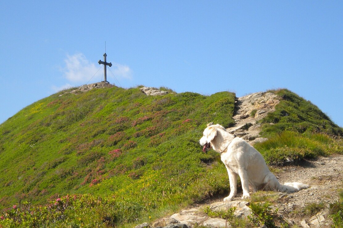 Wanderung mit Hund am Wiedersbergerhorn