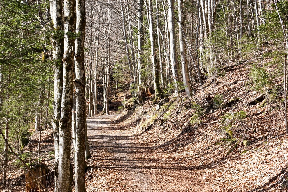 Forstweg Wanderung Postalm | © Sandrine Stock