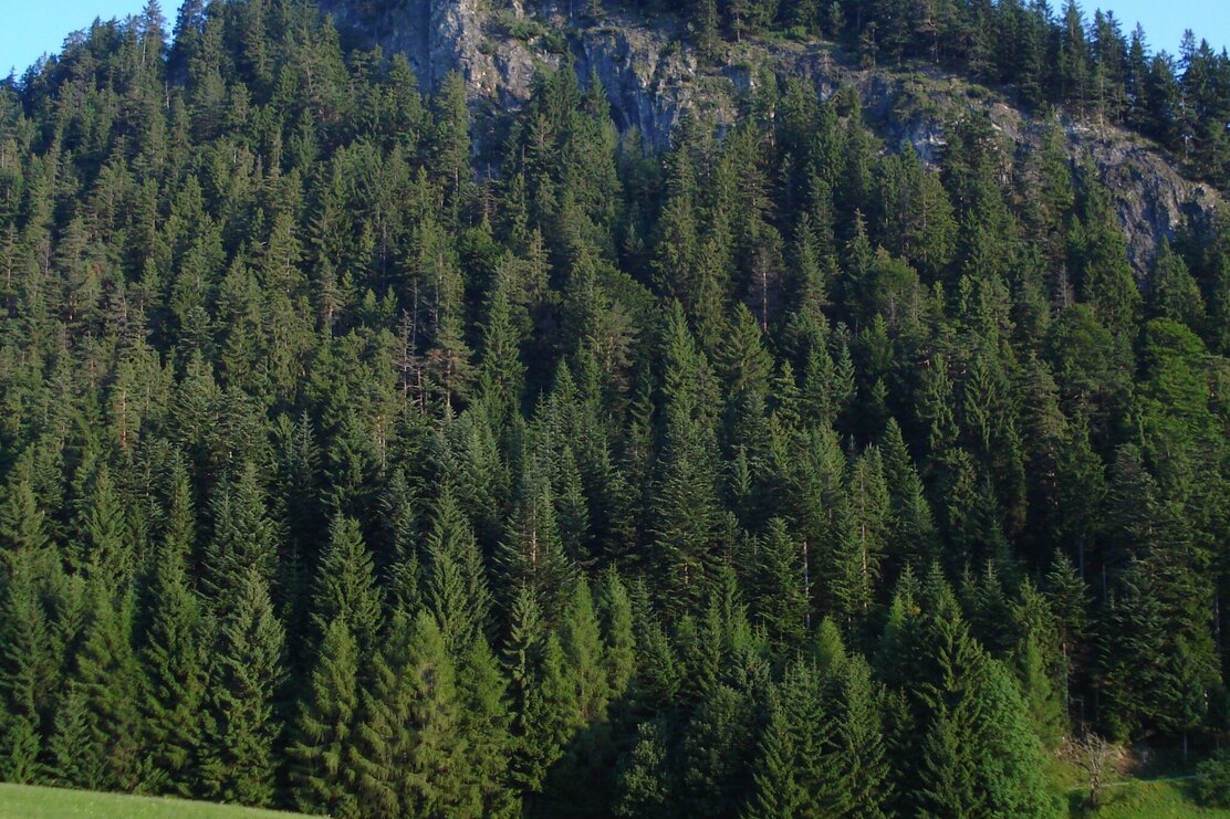 Reither Kogel