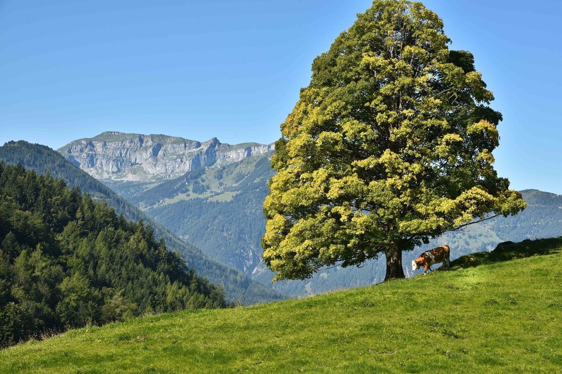 Kuh auf Wiese im Brandenberger Tal | © Gabriele Grießenböck