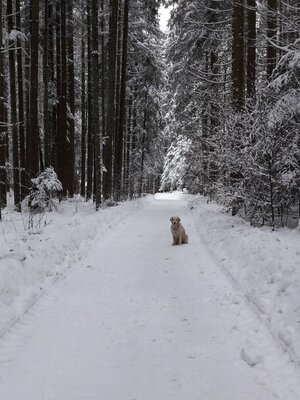 Waldtalweg Winter Waldtalweg Winter