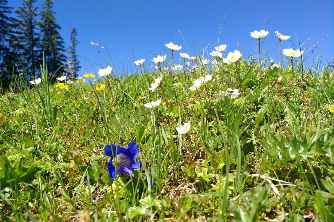 Blumenwiese Kreuzein