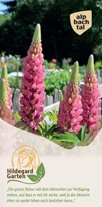 Hildegard von Bingen Garden