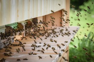 Bienen im Bienenstock | © Alpbachtal Seenland Tourismus | G. Grießenböck