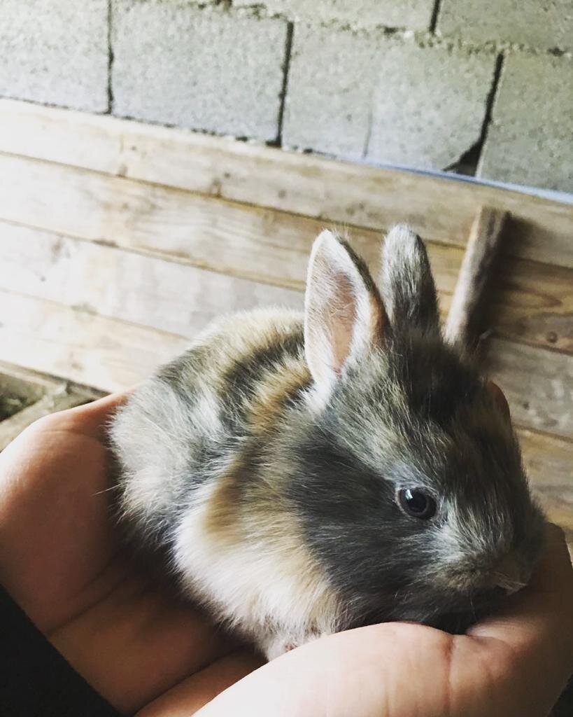 Hase | © Fam. Kammerlander