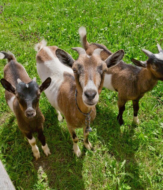 Streichelzoo | © Fam. Kirchmair