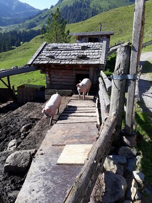 Tiere auf der Alm | © Fam. Schwarzenauer