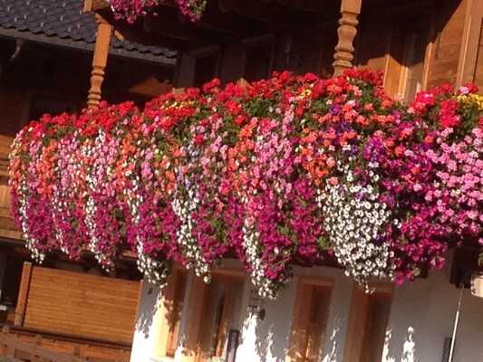Blumenmeer | © Familie Prosser