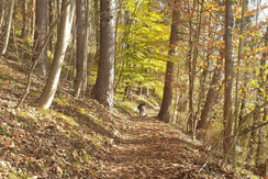 Haus Soboll_Alpbachtal_Kramsach_Waldspaziergang