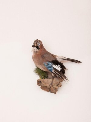 Eichelhäher | © Michaela Seidl