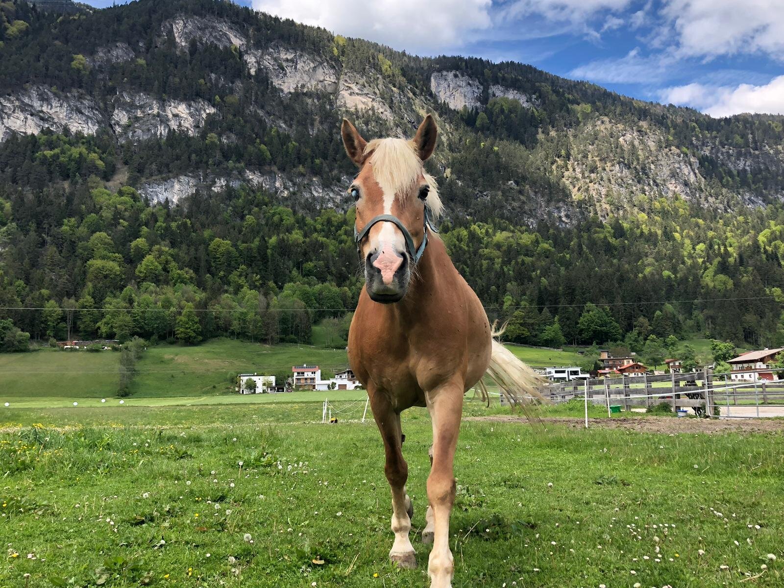 Haflingerhof Haflinger 'Water' | © Haflingerhof