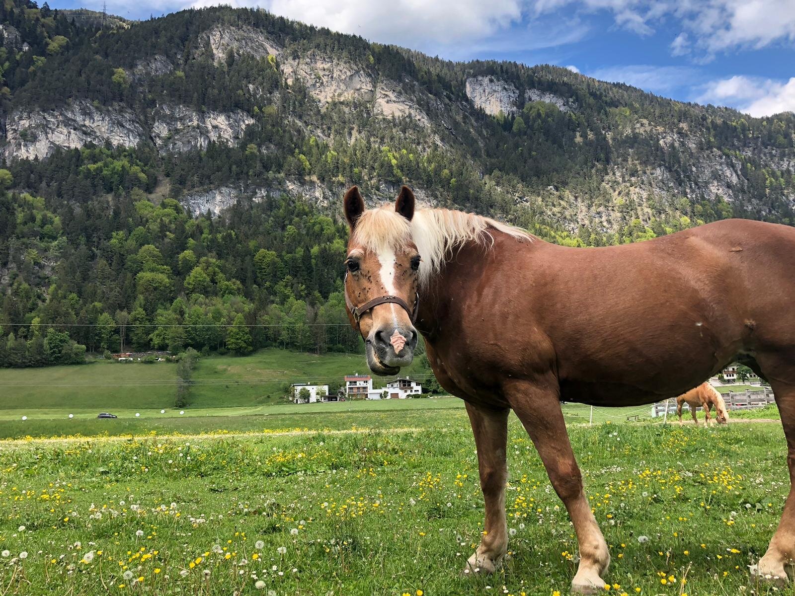 Haflingerhof Haflinger 'Belmara' | © Haflingerhof