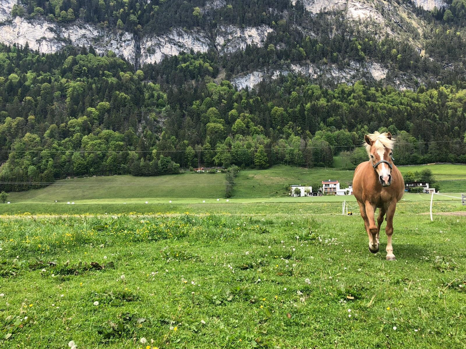 Haflingerhof Haflinger 'Water' am Feld | © Haflingerhof